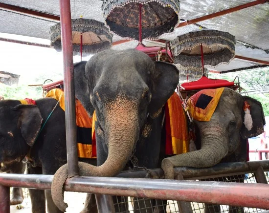 【午後発】世界遺産アユタヤ遺跡半日観光 + 象乗り体験